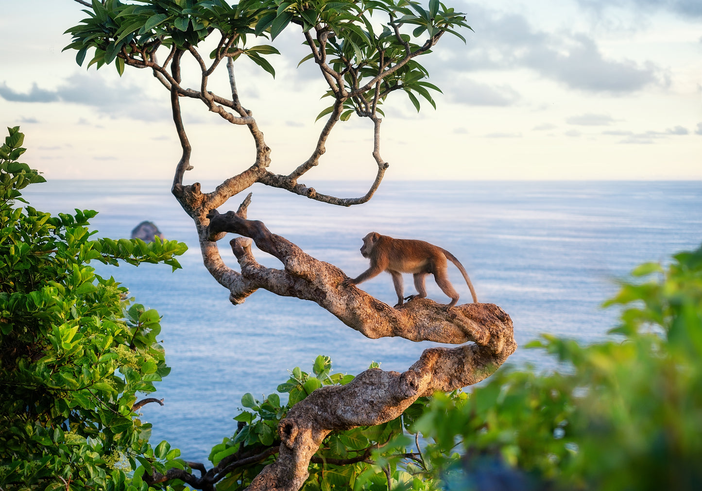 Monkey Farts Candle image 0