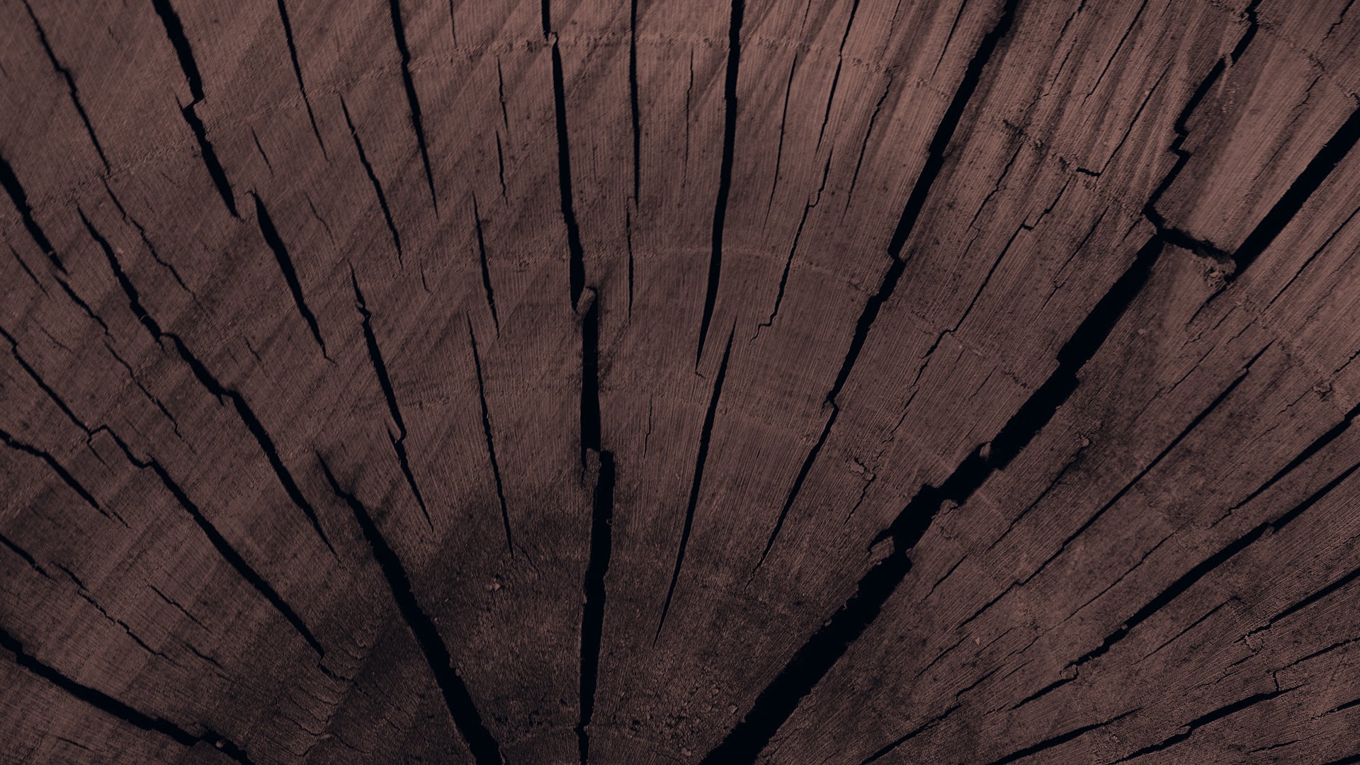 Palo Santo Candle image 0
