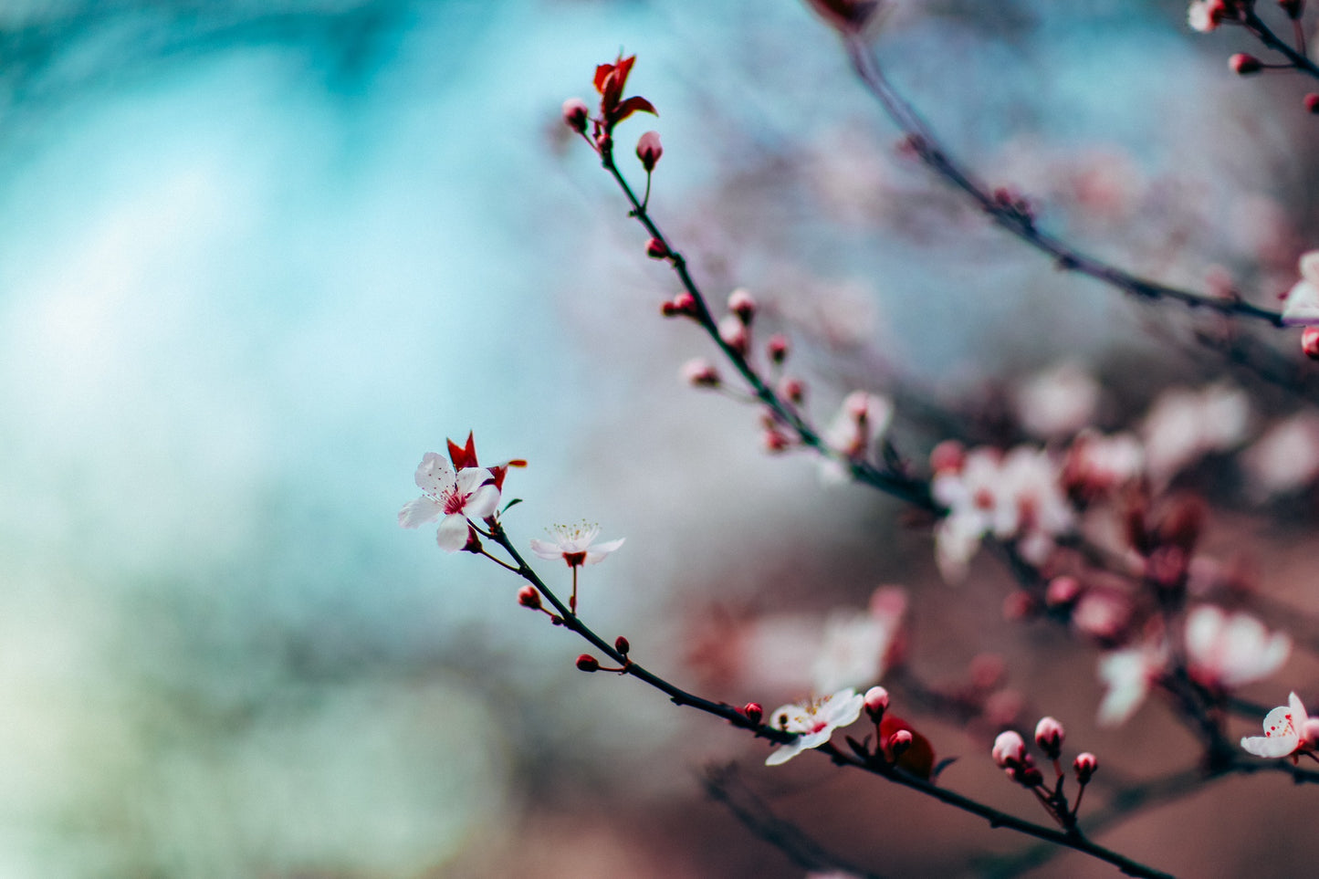 Japanese Cherry Blossom Candle image 0