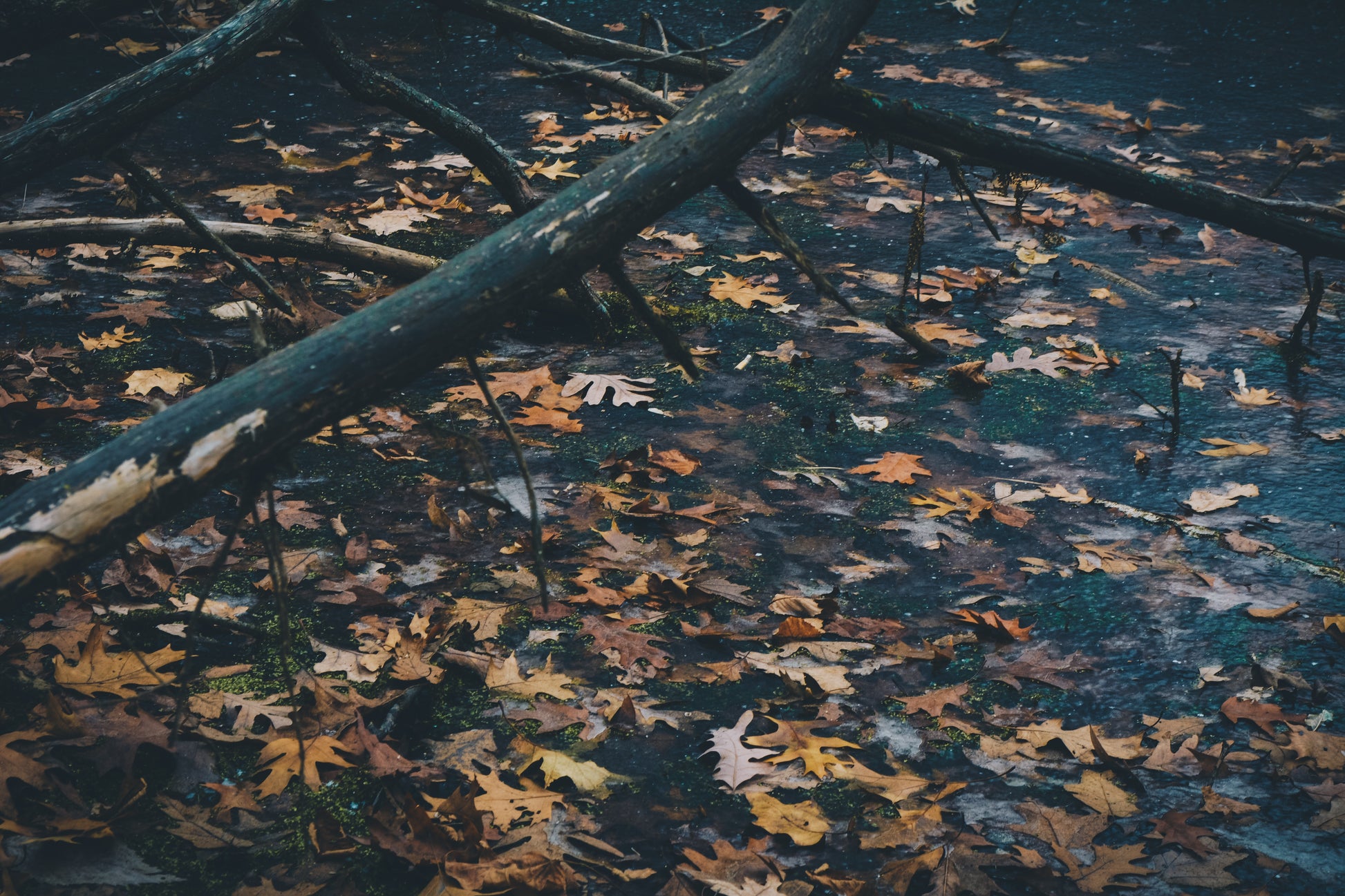 Leaves Candle image 0