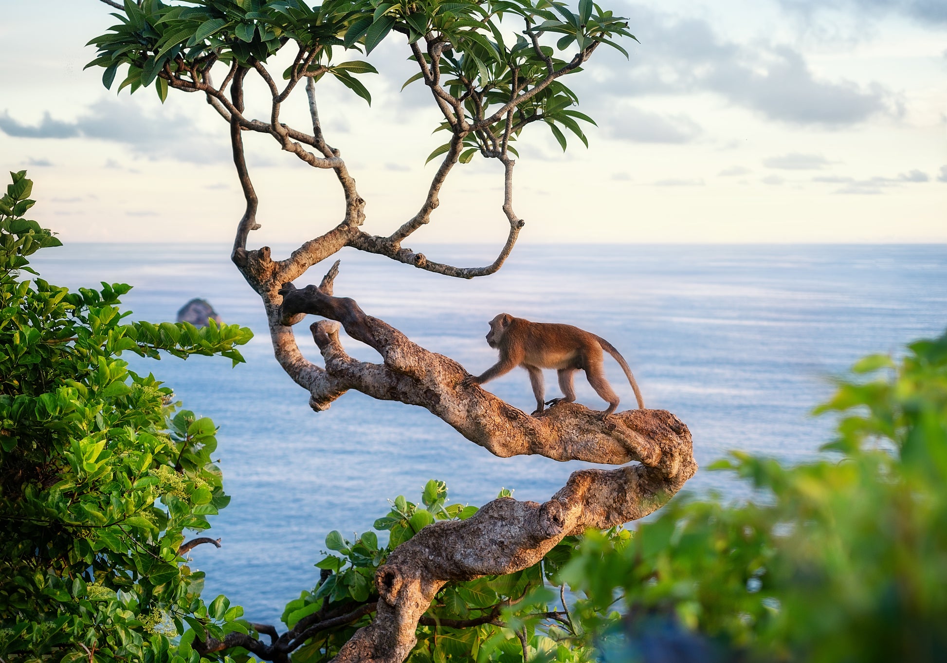 Monkey Farts Candle image 0